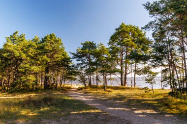 Coastal forest with pine trees and sandy trail to the sea, autumn mood landscape with golden sunlight, perfect for hiking, travel, relaxation and eco tourism projects