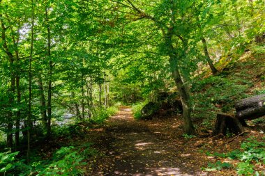 A tranquil forest path winding through a dense woodland, warm sunlight during late summer filters through the green leaves, creating a peaceful and serene nature scene perfect for hiking and walking
