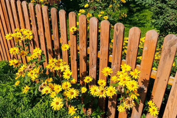 Yellow flowers blooming along a wooden garden fence in summer, vibrant floral scene in backyard or countryside garden