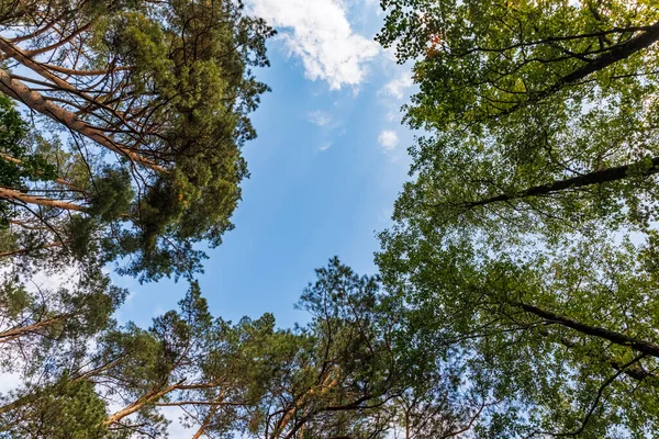 Low-angle shot of a majestic forest canopy. Pine and deciduous trees reach for a clear blue sky, capturing the tranquility and peaceful beauty of nature and the environment
