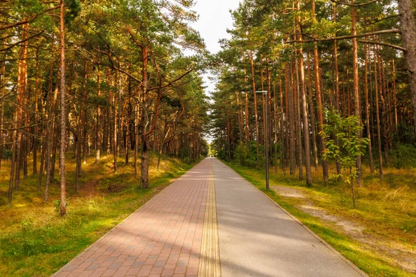 Straight paved path through a pine forest in warm sunlight, tranquil scenic walkway with perspective and depth, perfect for travel, nature, and wellness themes