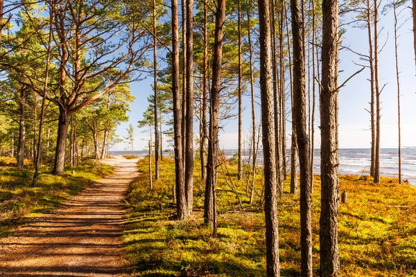 Coastal forest with pine trees and sandy trail to the sea, autumn mood landscape with golden sunlight, perfect for hiking, travel, relaxation and eco tourism projects