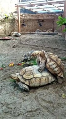 İki dev kaplumbağa, taze sebzeler ve yeşilliklerle çevrili kumlu bir muhafazanın içinde birlikte görülürler. Devasa kabukları ve sakin tavırları bu eski sürüngenlerin dingin bir yaşam alanındaki ebedi güzelliklerini vurgular..