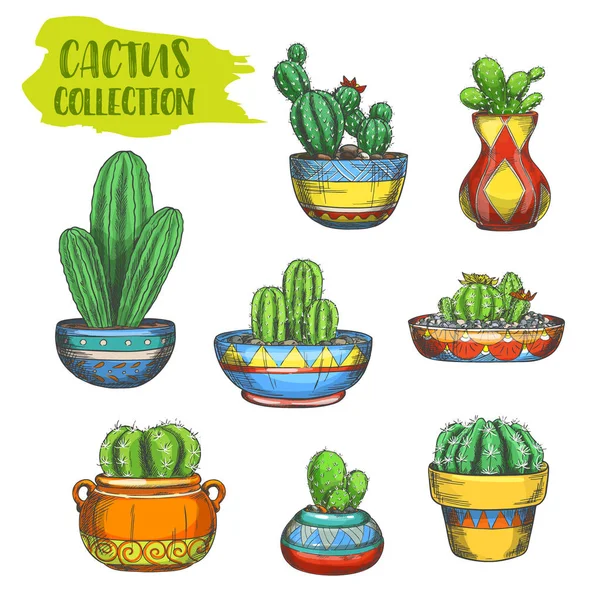 Verzameling van geïsoleerde cactus in pot, cactaceae in plaat — Stockvector