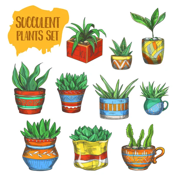 Verzameling van geïsoleerde succulenten, agave, Aloë vera — Stockvector