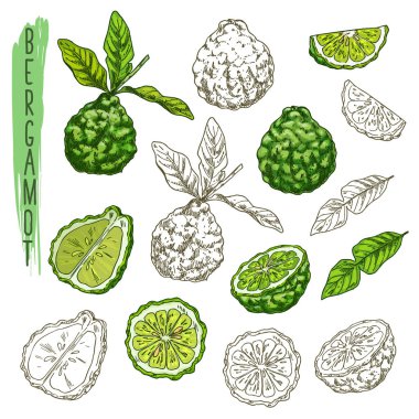 Grup izole bergamot meyve veya bitkiler
