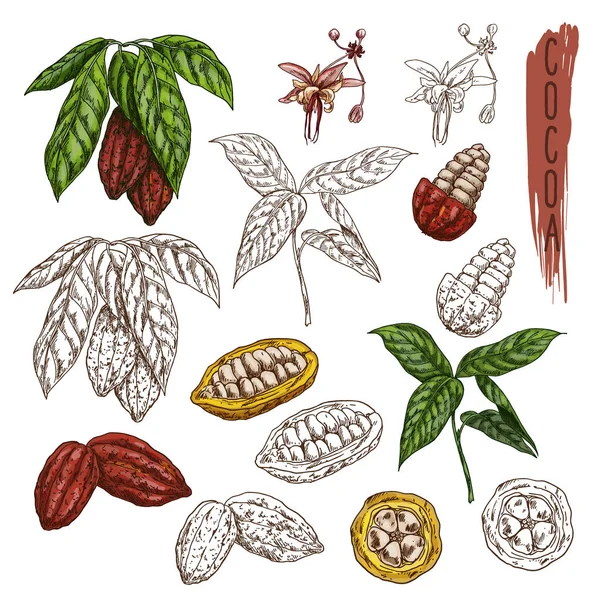 Croquis de cacao ou de cacao, branche de fruits au chocolat — Image vectorielle