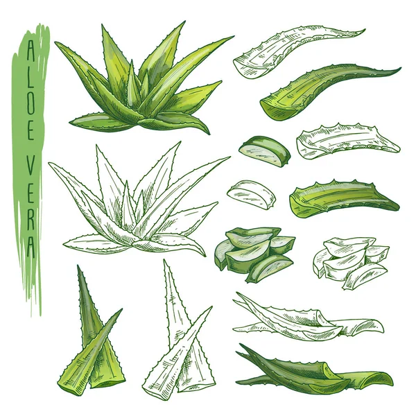 Bocetos de plantas de Aloe vera. Hoja de hierba, flora natural — Vector de stock