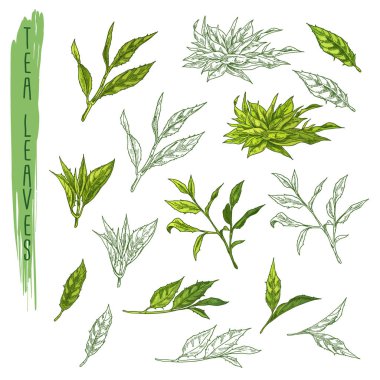 Yaprakları çay, bitki kroki dalı. İçki