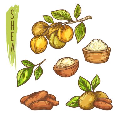 Shea fındık ve tereyağı Kroki, yaprak ile dal