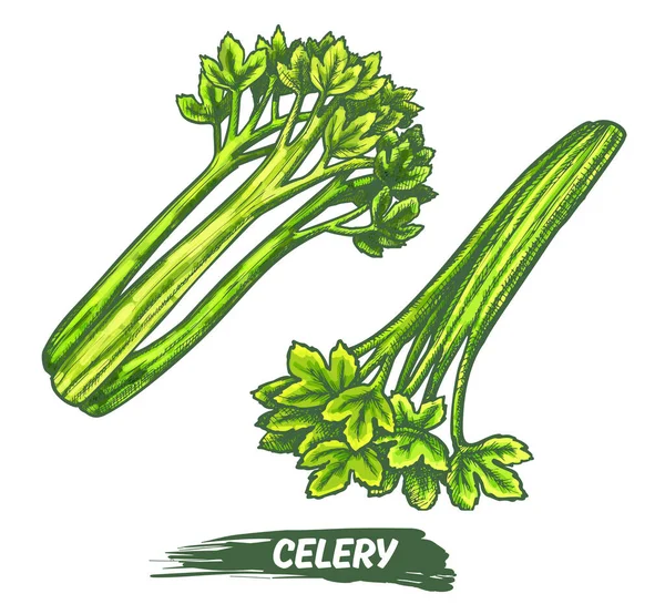 Elementos vegetais de ervas celíacas, esboço vetorial de aipo — Vetor de Stock