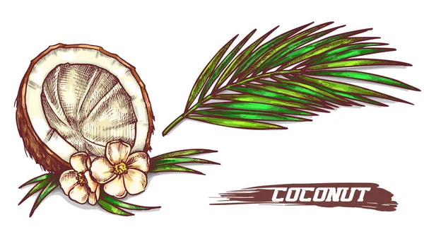 Szkic pękniętego kokosa z kwiatami i liściem — Wektor stockowy