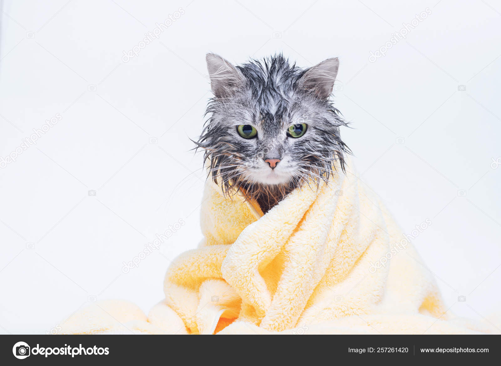 wet cat