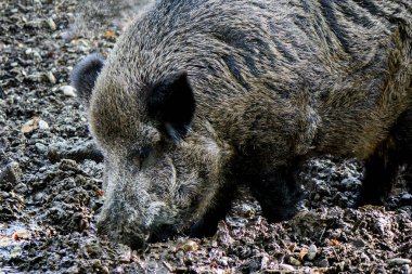 vahşi boar_2 Hardy tehlikeli