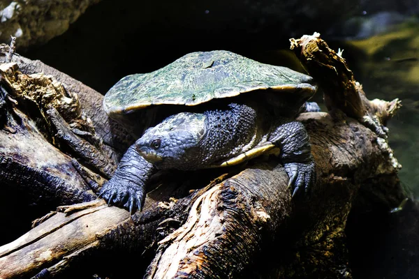 Une Tortue Eau Grimpe Une Branche Bois Sec — Photo