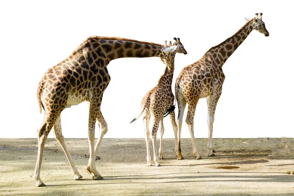 Family African Giraffes — Stock Photo, Image