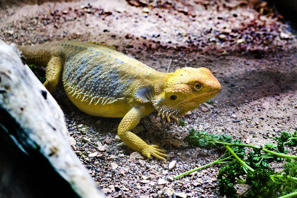 Coloré jeune iguane ecuador — Photo