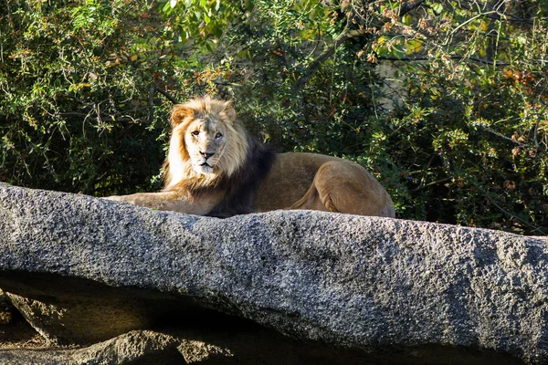 Africano Leona Felino Peligroso — Foto de Stock