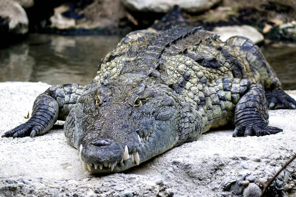 Fierce African Alligator Creature — Stock Photo, Image