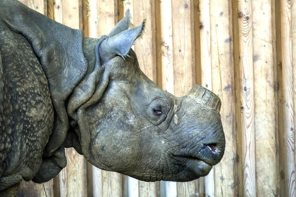 bir Afrika gergedan portre