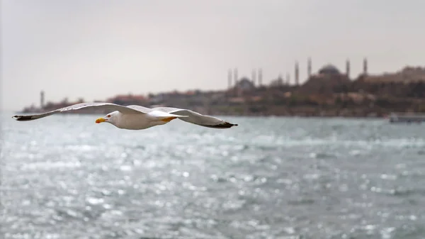 Istanbul Turecko Duben 2018 Racek Letící Golden Horn Panorama Pozadí — Stock fotografie