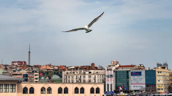Стамбул Турция Апрель 2018 Года Сигулл Фоне Города Золотом Роге — стоковое фото
