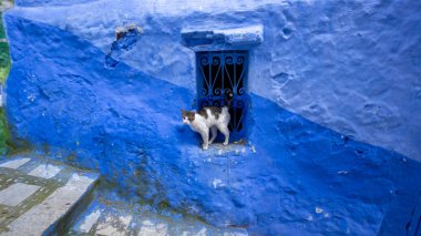 : Chefchaouen, Morocco - Nisan 2018: Chefchaouen, Morocco sokaklarında zaman harcama yolunu yitirmek kedi