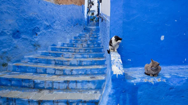 Chefchaouen Marokko April 2018 Stray Cat Besteden Tijd Straten Van — Stockfoto