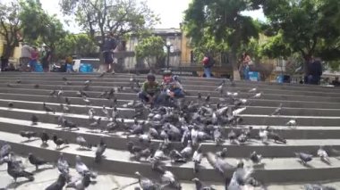 La Paz, Bolivya: Eylül 2017: ile oynarken ve Plaza Murillo üzerinde güvercin besleme çocuklar