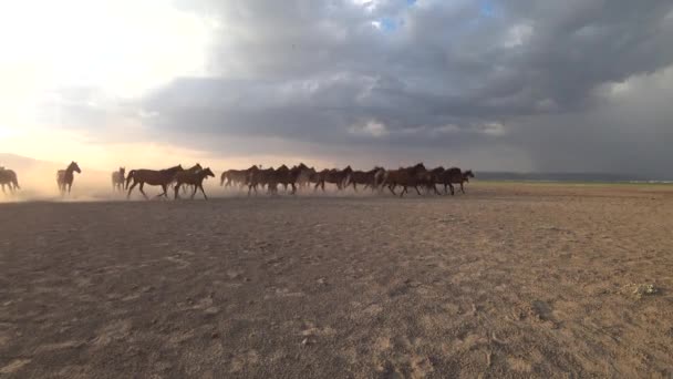 Kayseri Türkiye Ağustos 2017 Dörtnala Çalıştıran Tozları Tekme Vahşi Atlar — Stok video
