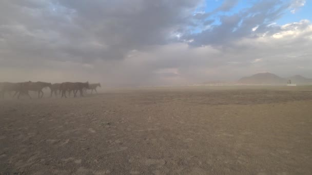 Kayseri Turquia Agosto 2017 Cavalos Wild Yilki Correr Galope Levantar — Vídeo de Stock