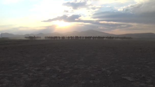 Kayseri Turchia Agosto 2017 Cavalli Yilki Selvaggi Galoppano Sollevano Polvere — Video Stock