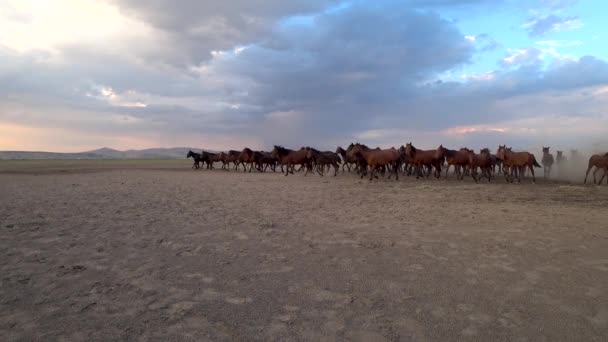 Kayseri Turkiet Augusti 2017 Wild Yilki Hästar Kör Galopp Och — Stockvideo