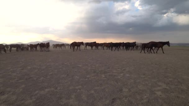 Kayseri Türkiye Ağustos 2017 Dörtnala Çalıştıran Tozları Tekme Vahşi Atlar — Stok video