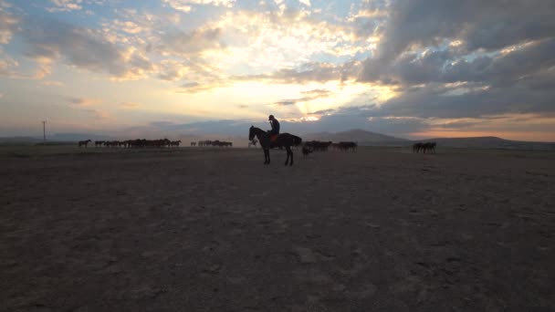 カイセリ トルコ 2017 Yilki の野生馬とカイセリ トルコの田舎の騎士 — ストック動画