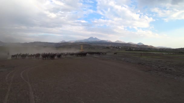 Kayseri Turkiet Augusti 2017 Wild Yilki Hästar Kör Galopp Och — Stockvideo