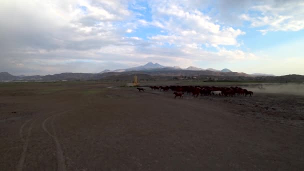 Kayseri Turquía Agosto 2017 Caballos Salvajes Yilki Corriendo Galopando Levantando — Vídeo de stock