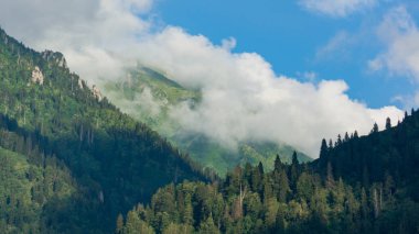 Yeşil doğa manzara ağaçlar ve ormanlar kırsal alanlarda Savsat, Artvin, Türkiye