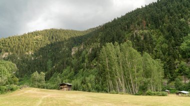 Yeşil doğa manzara ağaçlar ve ormanlar kırsal alanlarda Savsat, Artvin, Türkiye