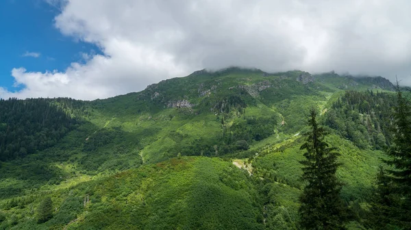 Grön Natur Landskap Träd Och Skogar Landsbygden Şavşat Artvin Turkiet — Stockfoto