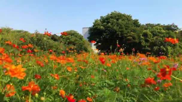 Tóquio Japão Agosto 2018 Vista Dos Jardins Hamarikyu Com Seu — Vídeo de Stock
