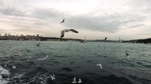 Istanbul Turkiet December 2018 Hungriga Fiskmåsar Flyger Tillsammans Med Färja — Stockvideo