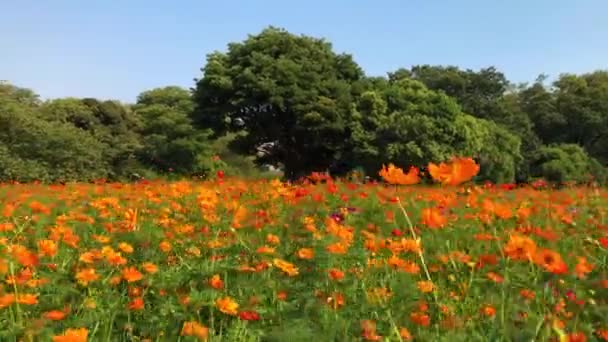Tóquio Japão Agosto 2018 Hamarikyu Gardens Grande Atraente Jardim Paisagístico — Vídeo de Stock