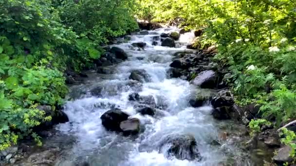 Beautiful Green Nature Landscape River Forest Karcal Mountains Blacksea Region — Stock Video