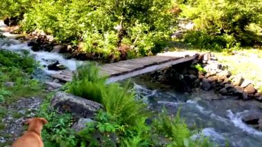 Güzel yeşil doğa manzara nehir ve orman Karcal dağlarında Karadeniz Bölgesi, Karadeniz, Artvin, Türkiye