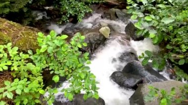 Güzel yeşil doğa manzara nehir ve orman Karcal dağlarında Karadeniz Bölgesi, Karadeniz, Artvin, Türkiye