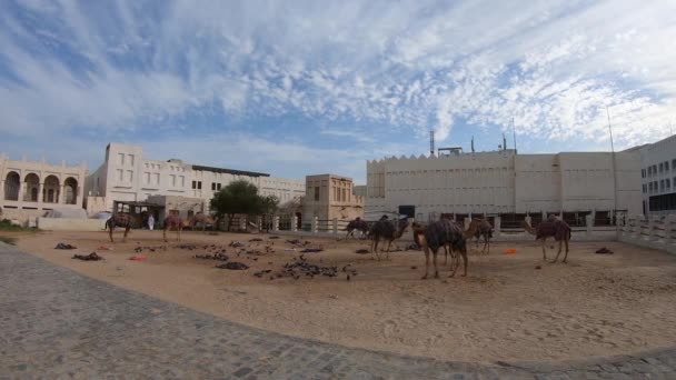 Doha Katar Február 2019 Panoráma Camel Piac Souq Waqif Doha — Stock videók