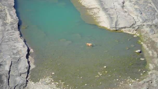 Antalya Turquia Março 2019 Cão Nada Entre Formações Rochosas Naturais — Vídeo de Stock