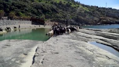 Antalya, Türkiye - Nisan 2019: Su havuzunda dolaşan keçi grubu