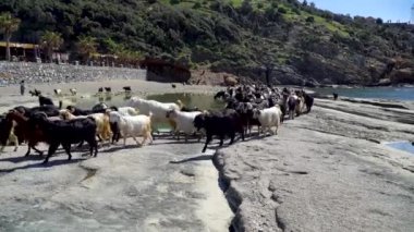 Antalya, Türkiye - Nisan 2019: Su havuzunda dolaşan keçi grubu